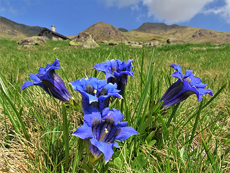 Spettacolo di fiori e marmotte sui sentieri per i Laghetti di Ponteranica – 18magg22  - FOTOGALLERY